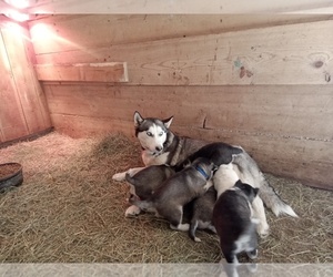 Mother of the Siberian Husky puppies born on 01/27/2023