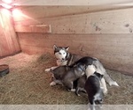 Small Photo #1 Siberian Husky Puppy For Sale in WESTCLIFFE, CO, USA