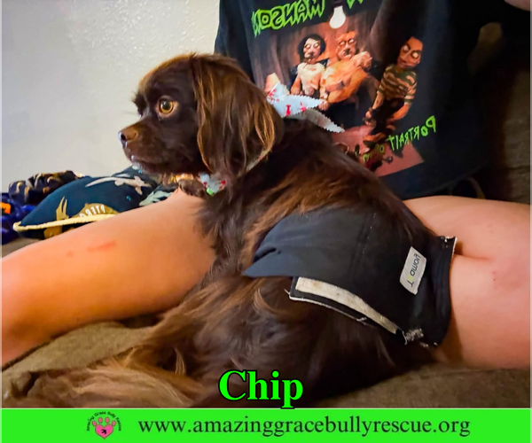 Medium Photo #3 Colonial Cocker Spaniel Puppy For Sale in Milton, FL, USA