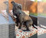 Small #13 American Pit Bull Terrier Mix