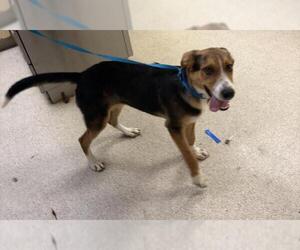 German Shepherd Dog Dogs for adoption in Riverside, CA, USA