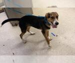 RYAN - Male German Shepherd Dog Dog for Adoption - Small photo