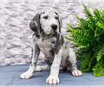 Small #2 Great Dane