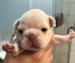 Small Photo #3 French Bulldog Puppy For Sale in MONROE, GA, USA