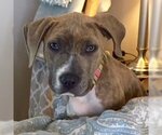 Small #2 American Staffordshire Terrier