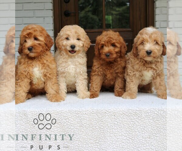 Medium Photo #2 Goldendoodle (Miniature) Puppy For Sale in LEOLA, PA, USA