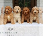 Small #1 Goldendoodle (Miniature)