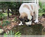 Small Photo #17 Anatolian Shepherd-Maremma Sheepdog Mix Puppy For Sale in LECANTO, FL, USA