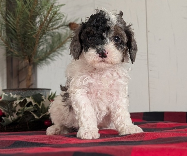 Medium Photo #12 Cockapoo (Miniature) Puppy For Sale in GOSHEN, IN, USA