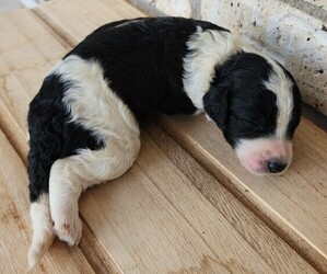 Poodle (Standard) Puppy for sale in SPICEWOOD, TX, USA