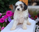 Small Photo #39 Maltipoo (Toy) Puppy For Sale in GOSHEN, IN, USA