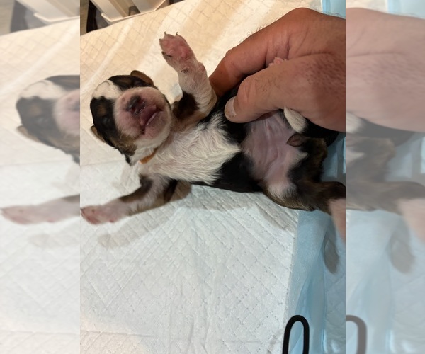Medium Photo #9 Bernedoodle (Miniature) Puppy For Sale in HELPER, UT, USA