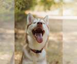Small #3 Siberian Husky