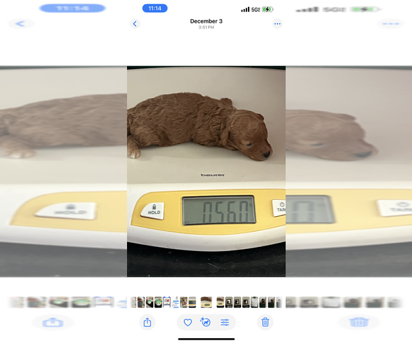 Medium Photo #4 Poodle (Toy) Puppy For Sale in NILES, MI, USA