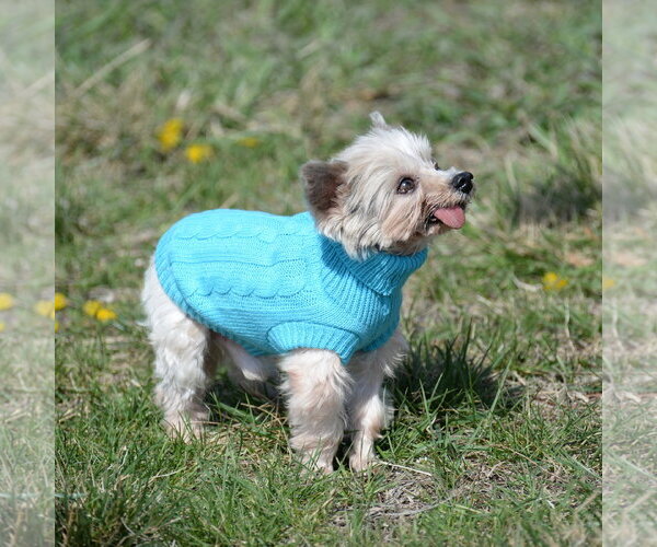 Medium Photo #5 Mutt Puppy For Sale in Gretna, NE, USA