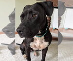 Small #2 Labrador Retriever-Staffordshire Bull Terrier Mix