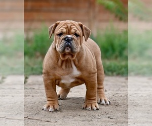 Olde English Bulldogge Puppy for sale in DENVER, CO, USA