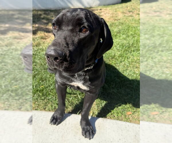 Medium Photo #12 Labrador Retriever-Unknown Mix Puppy For Sale in Lake Forest, CA, USA