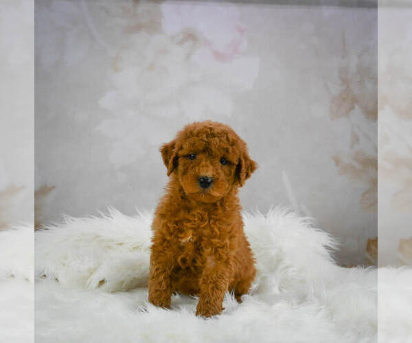 Medium Photo #2 Goldendoodle (Miniature) Puppy For Sale in ITASCA, TX, USA