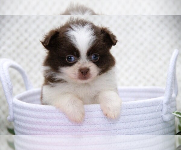 Medium Photo #1 Shiranian Puppy For Sale in CLARE, MI, USA