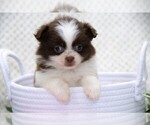 Image preview for Ad Listing. Nickname: Litter of 4