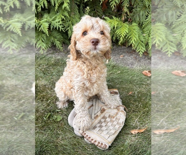 Medium Photo #4 Cockapoo Puppy For Sale in MIDDLEBURY, IN, USA