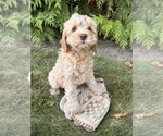 Small #3 Cockapoo