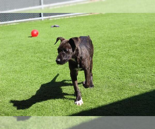 Medium Photo #1 American Staffordshire Terrier-Unknown Mix Puppy For Sale in Grand Prairie, TX, USA