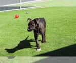 LUNA - Female American Staffordshire Terrier-Unknown Mix Dog for Adoption - Small photo