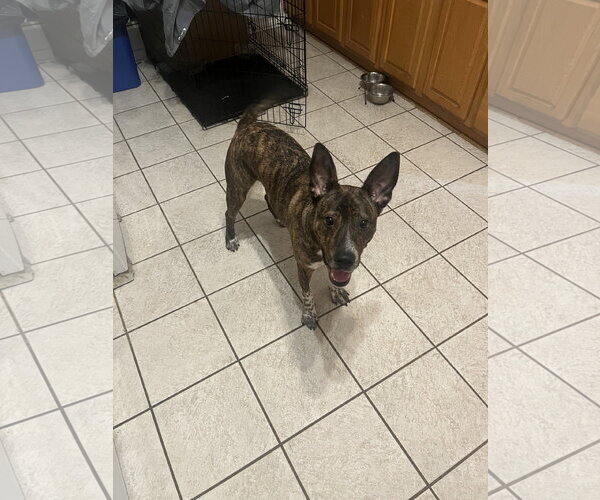 Medium Photo #7 Plott Hound-Unknown Mix Puppy For Sale in McKinney, TX, USA