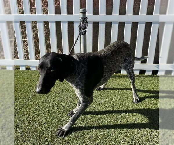Medium Photo #1 German Shorthaired Pointer Puppy For Sale in Modesto, CA, USA