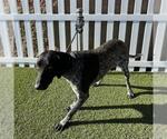 Small German Shorthaired Pointer
