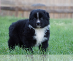 Small Photo #2 Australian Shepherd Puppy For Sale in HOUSTON, TX, USA