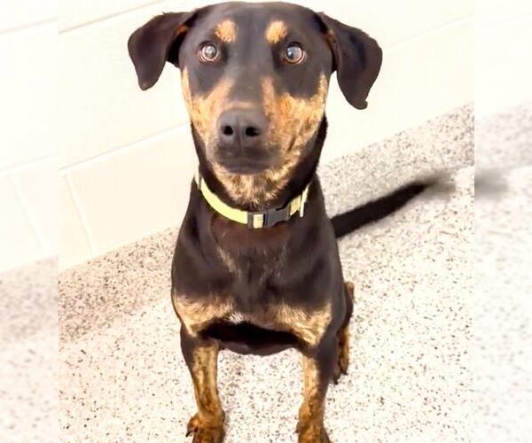 Medium Photo #2 Labrador Retriever-Unknown Mix Puppy For Sale in Houston, TX, USA