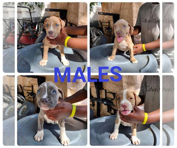Medium Photo #2 American Pit Bull Terrier Puppy For Sale in BALTIMORE, MD, USA