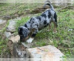 Small #2 Catahoula Leopard Dog
