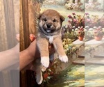 Puppy Loki Shiba Inu