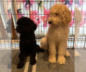 Poodle (Standard) Puppy for sale in GARDEN GROVE, CA, USA