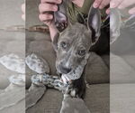 Small #6 Dachshund