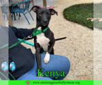 Small #4 Labrador Retriever Mix