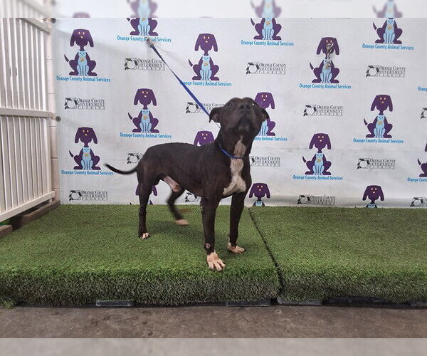 Medium Photo #1 Mutt Puppy For Sale in Orlando, FL, USA