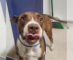 Small American Pit Bull Terrier