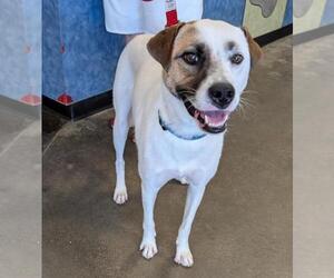 Labrador Retriever-Unknown Mix Dogs for adoption in Rockwall, TX, USA
