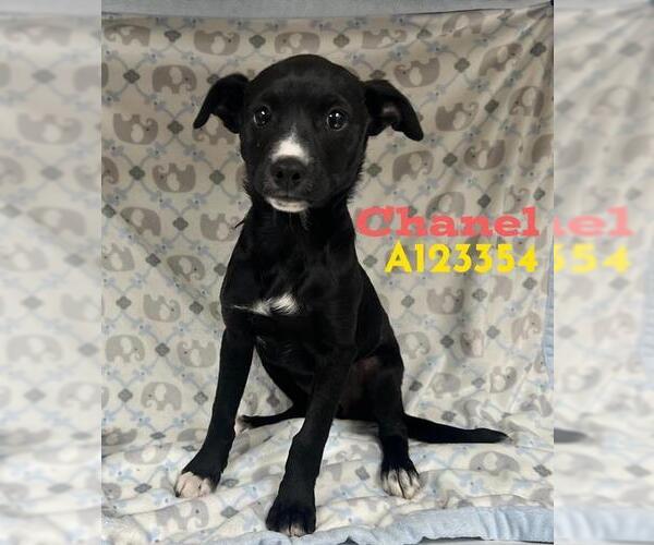 Medium Photo #1 Chihuahua Puppy For Sale in HESPERIA, CA, USA