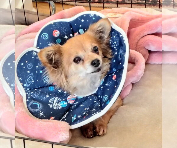 Medium Photo #3 Chiranian Puppy For Sale in San Jose, CA, USA