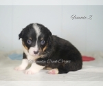Small Photo #10 Pembroke Welsh Corgi Puppy For Sale in ANDALUSIA, AL, USA