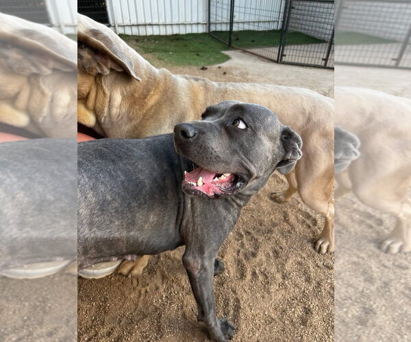 Medium Photo #7 Mutt Puppy For Sale in Goodyear, AZ, USA