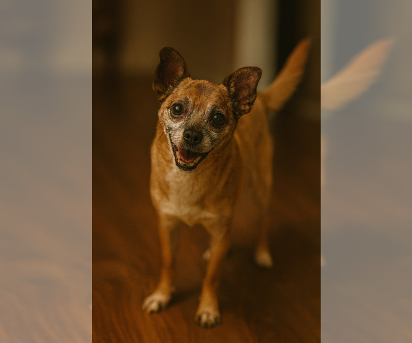 Medium Photo #4 Rat-Cha Puppy For Sale in Phoenix, AZ, USA
