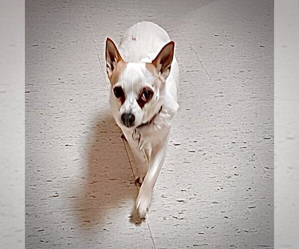 Medium Photo #5 Rat Terrier-Unknown Mix Puppy For Sale in Atlanta, GA, USA
