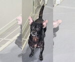 Small Photo #4 Chihuahua Puppy For Sale in Walnutport, PA, USA